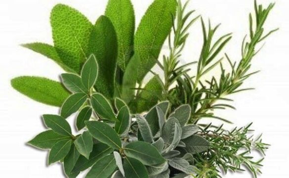 {{brizy_dc_image_alt entityId=