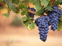 {{brizy_dc_image_alt entityId=